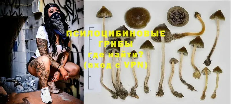 hydra как зайти  Анапа  Псилоцибиновые грибы Magic Shrooms 